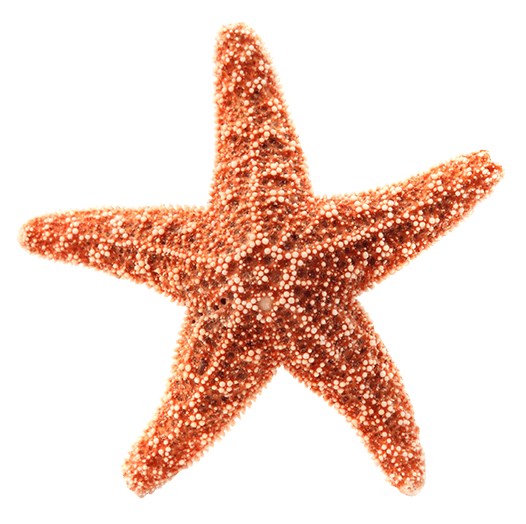 starfish